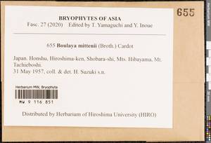 Boulaya mittenii (Broth.) Cardot, Bryophytes, Bryophytes - Asia (outside ex-Soviet states) (BAs) (Japan)