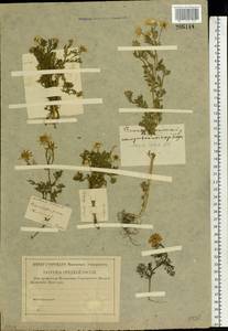 Anthemis cotula L., Eastern Europe, Western region (E3) (Russia)