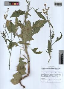 Sisymbrium volgense M. Bieb. ex E. Fourn., Siberia, Altai & Sayany Mountains (S2) (Russia)