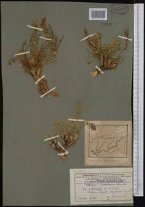 Chesneya turkestanica Franch., Middle Asia, Pamir & Pamiro-Alai (M2) (Tajikistan)