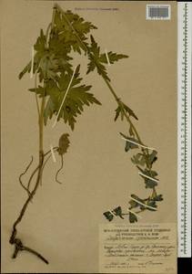 Delphinium speciosum M. Bieb., Caucasus, South Ossetia (K4b) (South Ossetia)