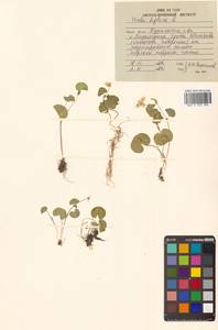 Viola biflora L., Siberia, Russian Far East (S6) (Russia)