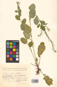 Barbarea stricta Andrz., Eastern Europe, Central forest-and-steppe region (E6) (Russia)