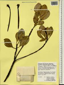 Ceriops tagal (Perr.) C.B. Robinson, South Asia, South Asia (Asia outside ex-Soviet states and Mongolia) (ASIA) (Thailand)