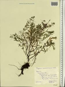 Thymus pannonicus All., Eastern Europe, North Ukrainian region (E11) (Ukraine)