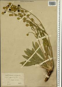 Fibigia suffruticosa (Vent.) Sweet, South Asia, South Asia (Asia outside ex-Soviet states and Mongolia) (ASIA) (Iran)