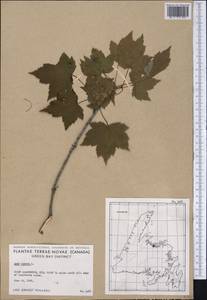 Acer rubrum L., America (AMER) (Canada)