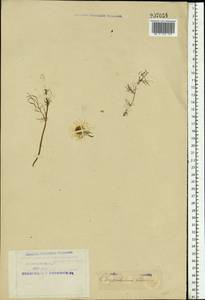 Tripleurospermum inodorum (L.) Sch.-Bip, Eastern Europe, Northern region (E1) (Russia)