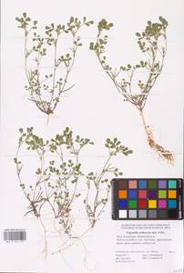 Medicago orthoceras (Kar. & Kir.) Trautv., Eastern Europe, Lower Volga region (E9) (Russia)
