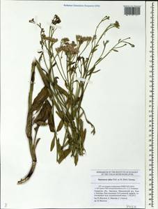 Saussurea salsa (Pall.) Spreng., Eastern Europe, Middle Volga region (E8) (Russia)