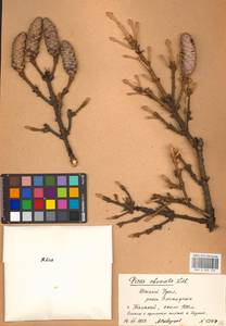 Picea obovata Ledeb., Eastern Europe, Eastern region (E10) (Russia)