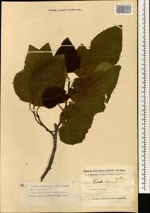 Ficus carica, South Asia, South Asia (Asia outside ex-Soviet states and Mongolia) (ASIA) (Iran)
