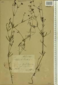 Cynanchica tinctoria (L.) Fourr., Eastern Europe, Central forest-and-steppe region (E6) (Russia)