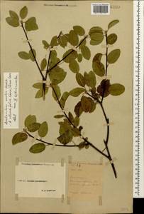 Amelanchier ovalis Medik., Caucasus, Stavropol Krai, Karachay-Cherkessia & Kabardino-Balkaria (K1b) (Russia)