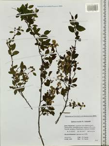 Spiraea media F. Schmidt, Siberia, Baikal & Transbaikal region (S4) (Russia)