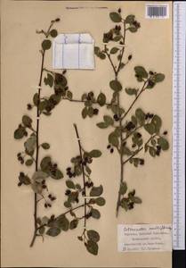 Cotoneaster multiflorus Bunge, Middle Asia, Western Tian Shan & Karatau (M3) (Kyrgyzstan)