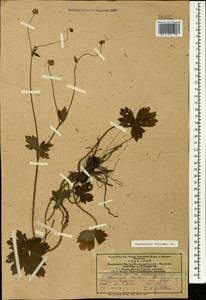 Ranunculus constantinopolitanus var. villosus (DC.) Mobayen & Maleki, Caucasus, Azerbaijan (K6) (Azerbaijan)