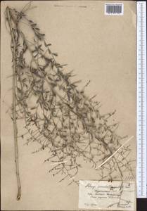 Alhagi pseudalhagi (M.Bieb.) Desv. ex Wangerin, Middle Asia, Kopet Dag, Badkhyz, Small & Great Balkhan (M1) (Turkmenistan)