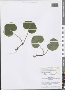 Asarum europaeum L., Eastern Europe, Middle Volga region (E8) (Russia)