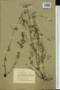 Galium xeroticum (Klokov) Pobed., Eastern Europe, North Ukrainian region (E11) (Ukraine)