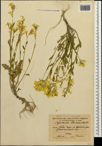 Erysimum ibericum (Adams) DC., Caucasus, South Ossetia (K4b) (South Ossetia)