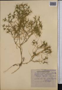 Ceratocarpus arenarius L., Middle Asia, Northern & Central Tian Shan (M4) (Kyrgyzstan)
