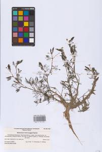 Ranunculus rionii Lagger, Eastern Europe, Lower Volga region (E9) (Russia)