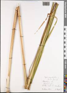 Typha angustifolia L., Eastern Europe, Central forest region (E5) (Russia)