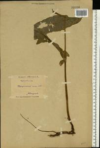 Cirsium oleraceum (L.) Scop., Eastern Europe, Eastern region (E10) (Russia)