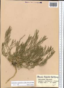 Dontostemon glandulosus (Kar. & Kir.) O. E. Schulz, Middle Asia, Northern & Central Tian Shan (M4) (Kyrgyzstan)