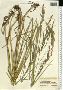 Festuca orientalis (Boiss.) B.Fedtsch., Eastern Europe, Northern region (E1) (Russia)