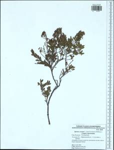 Spiraea crenata L., Eastern Europe, Central region (E4) (Russia)