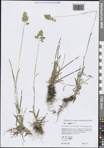 Poa alpina L., Siberia, Baikal & Transbaikal region (S4) (Russia)