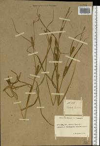 Carex hirta L., Eastern Europe, Rostov Oblast (E12a) (Russia)