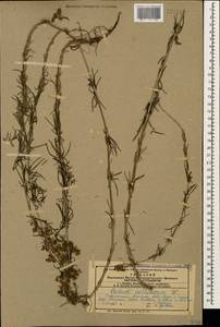 Galium verum subsp. verum, Caucasus, Armenia (K5) (Armenia)