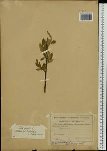 Salix triandra L., Eastern Europe, North-Western region (E2) (Russia)