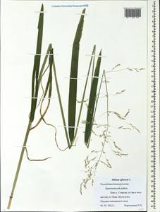 Milium effusum L., Eastern Europe, Eastern region (E10) (Russia)