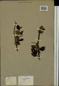 Prunus, Eastern Europe, Central region (E4) (Russia)