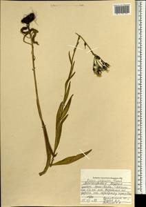 Picris japonica Thunb., Mongolia (MONG) (Mongolia)