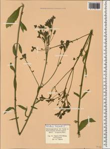 Verbena brasiliensis Vell., Caucasus, Black Sea Shore (from Novorossiysk to Adler) (K3) (Russia)
