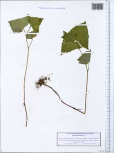 Parasenecio hastatus (L.) H. Koyama, Siberia, Western Siberia (S1) (Russia)