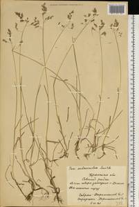 Poa humilis Ehrh. ex Hoffm., Eastern Europe, Western region (E3) (Russia)