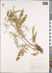 Saussurea pricei N. D. Simpson, Siberia, Altai & Sayany Mountains (S2) (Russia)