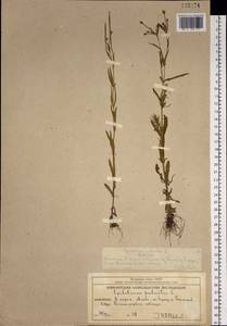 Epilobium palustre L., Siberia, Chukotka & Kamchatka (S7) (Russia)