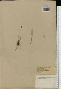 Carex montana L., Eastern Europe, Central forest-and-steppe region (E6) (Russia)