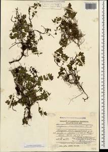 Thymus praecox subsp. caucasicus (Willd. ex Ronniger) Jalas, Caucasus, Abkhazia (K4a) (Abkhazia)