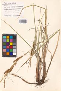 Carex recta Boott, Eastern Europe, Northern region (E1) (Russia)