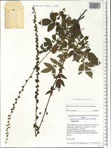 Agrimonia eupatoria L., Caucasus, Dagestan (K2) (Russia)