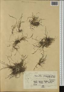 Puccinellia phryganodes (Trin.) Scribn. & Merr., Western Europe (EUR) (Svalbard and Jan Mayen)