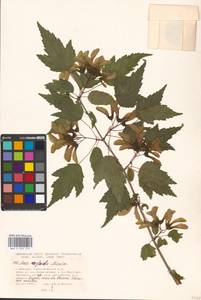 Acer tataricum subsp. ginnala (Maxim.) Wesm., Eastern Europe, Moscow region (E4a) (Russia)